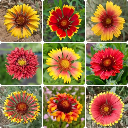 250 piezas Semillas de Gaillardia, Gaillardia Pulchella, semillas de flores silvestres, flores de otoño resistentes Flores de escarapela Gaillardia, prado de flores semillas perenne