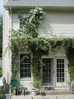 Clematis Süße Herbst Vine 15 Samen -paniculata