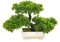 Liummrcy Künstliche Bonsai dekorative künstliche Pflanzen, Simulationskiefern -Baumpflanze, kleine Topfpflanze Mini künstliche grüne Pflanze, künstliche Bonsai -Simulationspflanzen Baum emulieren