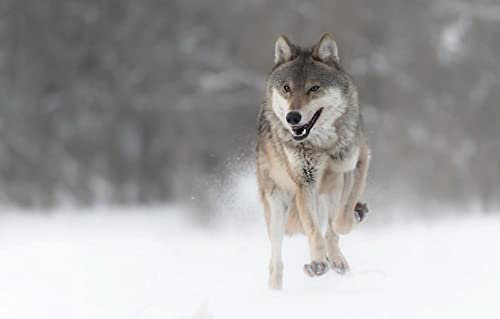LHJOY 3D Puzzle Leuchtend 1000 Teile Wolf 75X50Cm
