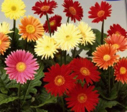 Stk - 9x Gerbera großblumig gemischt - Samen Blume Garten Pflanze Saatgut KS364 - Seeds & Plants Shop by Ipsa