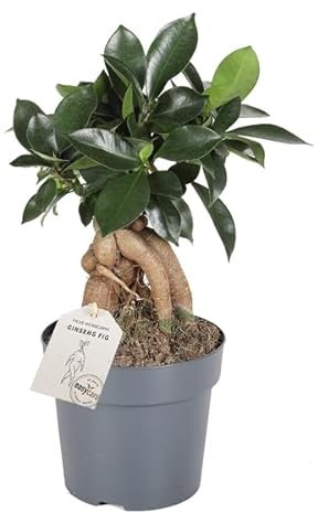 Evergreen Bonsai Tree Ficus Ginseng - Indoor House Plant in 8cm Pot