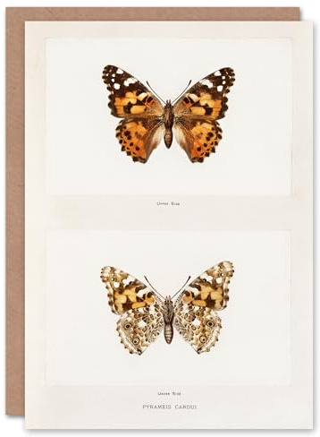 Artery8 Sherman Denton Art Card Painted Lady Butterfly Vintage Illustration