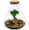 vdvelde.com - Bonsai Piramide XL - Ecoworld Flaschengarten Bonsai und Mini Pflanzen im Glas - Pflanzen Terrarium Glas Ø 30 cm ↥ 32 cm - Mini Ökosystem mit Licht