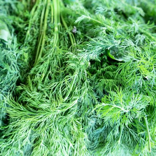 300 pcs dill samen, gemüsesamen,grünpflanzen kräuterpflanzen,winterharte pflanzen für garten gartenpflanzen winterhart mehrjährig bonsai topf,gartendeko für draußen hochbeete für