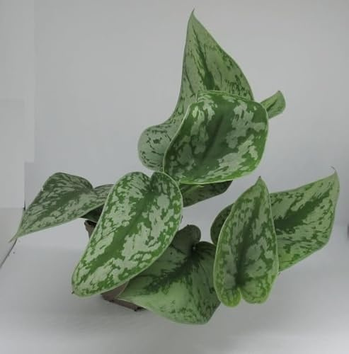 florari Epipremnum pictus Trebie / gefleckte Efeutute