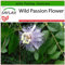 SAFLAX - Flores de la pasión - 5 semillas - Con sustrato estéril para cultivo - Passiflora incarnata