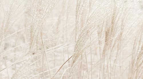 UNIK Nordic Vliestapete, BxH 350x280 cm, Pampas Gräser, Tapete Natur, Fototapete Wohnzimmer und Schlafzimmer, XXL Premium Wohntapete, Wandtapete Pampasgras Hell, Boho Designtapete Made in Germany