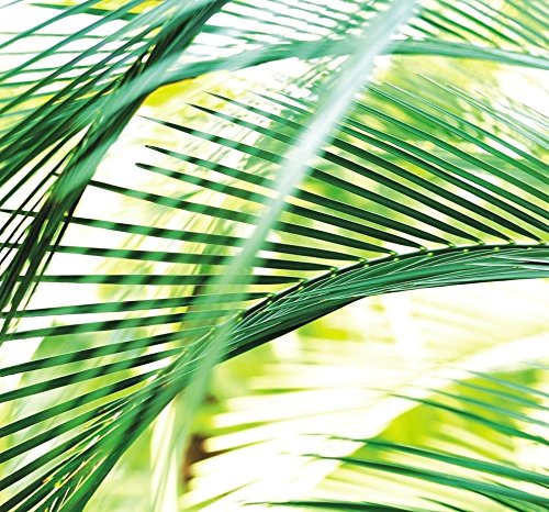 Rasch Tapete 890501 - Fototapete auf Vlies mit einem überdimensionalen Palmwedel in Grün und Weiß aus der Kollektion Magicwalls - 2,65 m x 2,65 m (LxB)