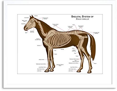 Wee Blue Coo ANIMALS SKELETON BONES HORSE ANATOMY FRAMED ART PRINT POSTER F97X11840