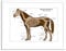 Wee Blue Coo ANIMALS SKELETON BONES HORSE ANATOMY FRAMED ART PRINT POSTER F97X11840