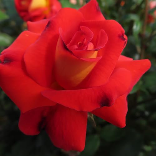 Paul - 5.5lt Potted Floribunda Garden Rose Bush - Vermillion Red with Yellow Reverse