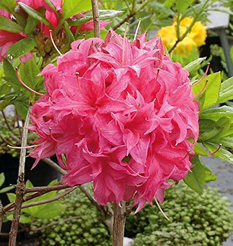 Hochstamm Azalee Homebush 60-80cm - Rhododendron luteum - Alpenrose