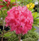 Hochstamm Azalee Homebush 60-80cm - Rhododendron luteum - Alpenrose