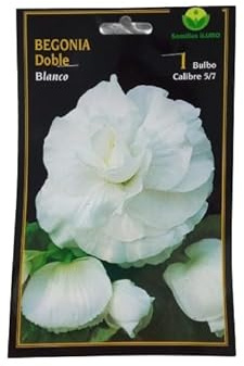 Peyca Bulbo de begonia doble blanco 1 unidad - Semillas Iluro