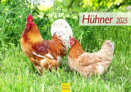 Edition Seidel Premium Kalender Hühner 2025 Format DIN A4 Wandkalender Tierkalender Hühnerkalender Haustiere Huhn Hahn Kücken Vögel