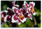 Premium Textil-Leinwand 120 x 80 cm Quer-Format Orchideen, Leinwanddruck von SchnelleWelten