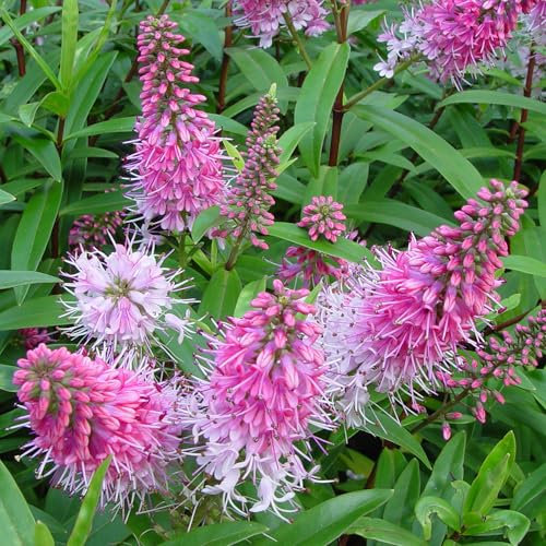 Hebe Great Orme Planta de Jardín Exterior Lista para Plantar Arbusto de Hoja Perenne con Flores en Maceta