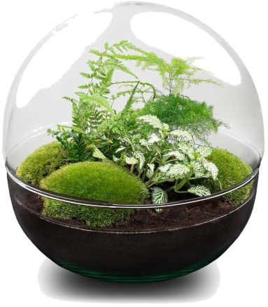 Kit Terrarium Plantes DIY en Verre, Déco, Dome XL 28x28 cm