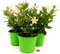 POWERS TO FLOWERS - DIPLADENIA GIALLA-ARANCIO, 3 PIANTE, VASO 14 CM DIAMETRO, piante vere
