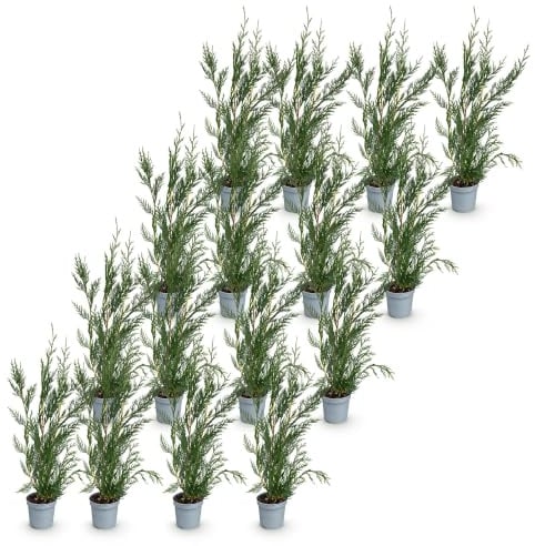Cupressocyparis Leylandii da Siepe, Verde, Set 16 Pezzi, Vaso 9cm, 30-40cm