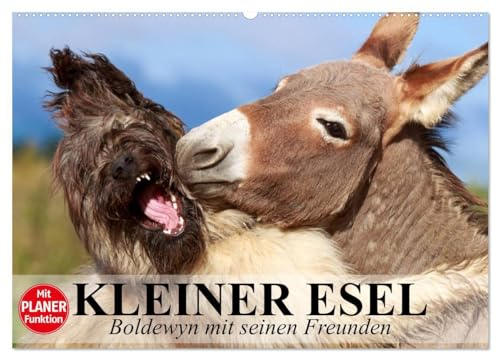 Kleiner Esel. Boldewyn mit seinen Freunden (Wandkalender 2025 DIN A2 quer), CALVENDO Monatskalender