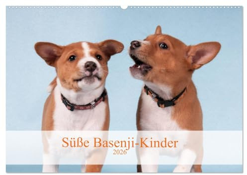 Süße Basenji-Kinder (Wandkalender 2026 DIN A2 quer), CALVENDO Monatskalender: Entzückende Basenji-Welpen, Monat für Monat (CALVENDO Tiere)