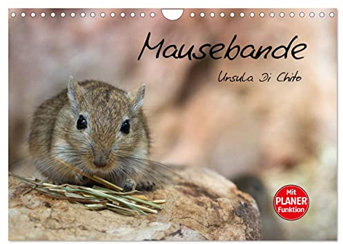 Mausebande (Wandkalender 2026 DIN A4 quer), CALVENDO Monatskalender: Ein Kalender mit kleinen niedlichen Mäusen (CALVENDO Tiere)