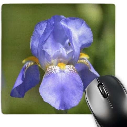 3dRose mp_54453_1 8 x 8 Pretty Spring Iris Flower - Floral Print - Nature Photography Mouse Pad