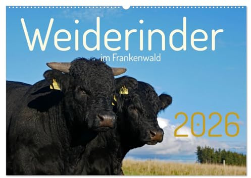 Weiderinder im Frankenwald (Wandkalender 2026 DIN A2 quer), CALVENDO Monatskalender: Momentaufnahmen und Porträts von Rindern auf der Weide (CALVENDO Tiere)