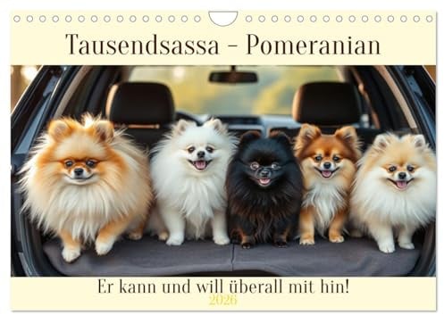 Tausendsassa - Pomeranian (Wandkalender 2026 DIN A4 quer), CALVENDO Monatskalender