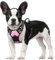 rabbitgoo Hundegeschirr Mittelgroße Hunde, Anti Zug Geschirr mit Kontrolle, No Pull Verstellbar Hundegeschirr Grosse Hunde, Atmungsaktiv Reflexstreifen Brustgeschirr Sichere Führung Rosa S