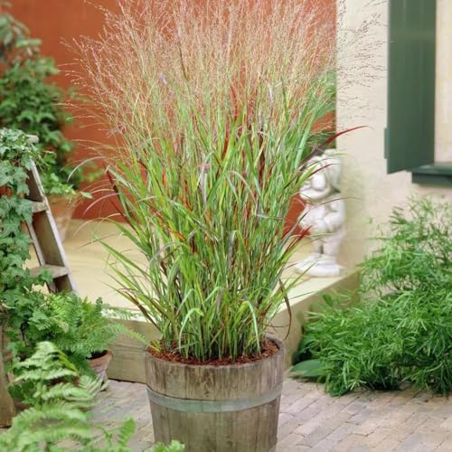 40 Pcs Rutenhirse Northwind Samen - Gartensamen, Garten Pflanzen, Panicum Virgatum, Seltene Pflanzen, Winterharte Stauden Gartendeko Für Draußen, Wilder Wein Winterhart Geschenke