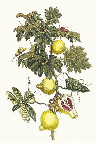 Leinwandbilder, Poster, 58 x 90 cm, ohne Rahmen, Fruit of Sodom von Maria Sibylla Merian