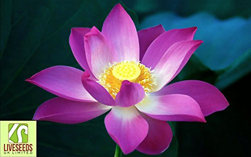 Liveseeds - Bonsai Lotus/Bowl Lotus Pond/Water Lily Flower/Purple Lotus 5 seeds: Only Seeds