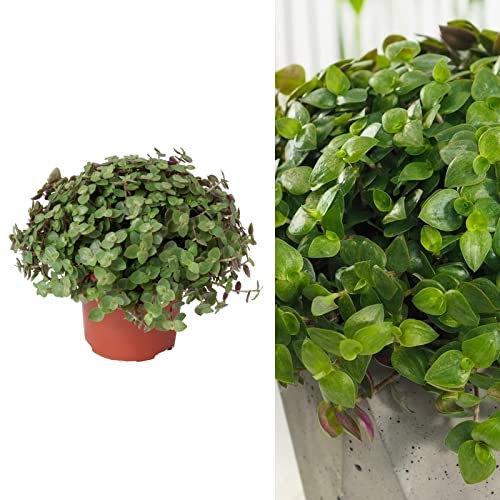 Callisia repens 'Turtle Vine' Plant - Indoor Plant in 11 cm Pot - Can be Displayed in Hanging Planter (1 Plant)