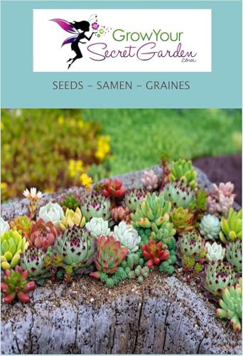 Sempervivum en mélange 50 Graines, joubarbes - vivace