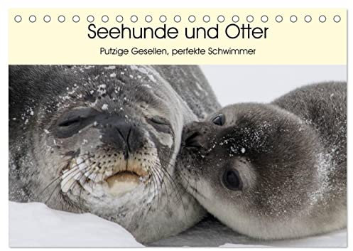 Seehunde und Otter. Putzige Gesellen, perfekte Schwimmer (Tischkalender 2025 DIN A5 quer), CALVENDO Monatskalender: Niedliche Räuber und blitzschnelle ... aus der Nähe betrachten (CALVENDO Tiere)