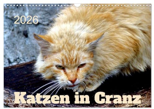 Katzen in Cranz (Wandkalender 2026 DIN A3 quer), CALVENDO Monatskalender: Katzen verschiedener Rassen in Selenogradsk/Cranz (CALVENDO Tiere)