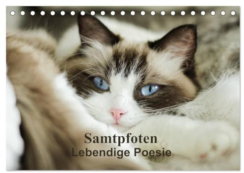 Samtpfoten Lebendige Poesie (Tischkalender 2026 DIN A5 quer), CALVENDO Monatskalender: Wahre und originelle Zitate liebevoll mit zauberhaften ... Stubentigern arrangiert. (CALVENDO Tiere)