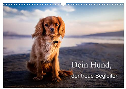 Dein Hund der treue Begleiter (Wandkalender 2026 DIN A3 quer), CALVENDO Monatskalender: Dieser Kalender zeigt den treuen Freund der Menschen! (CALVENDO Tiere)
