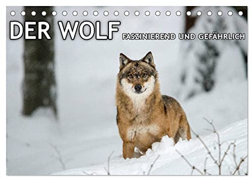 DER WOLF - faszinierend und gefährlich (Tischkalender 2026 DIN A5 quer), CALVENDO Monatskalender: Faszinierende Aufnahmen von Wölfen. (CALVENDO Tiere)