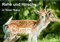 Rehe und Hirsche in freier Natur (Wandkalender 2021 DIN A3 quer): Rehe und Hirsche im Wald und auf dem Berg (Monatskalender, 14 Seiten ) (CALVENDO Tiere)