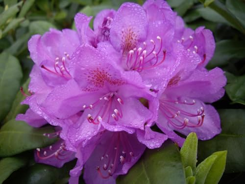 Rhododendron Hybride Catawbiense Grandiflorum - Großblumige Alpenrose - 30-40 cm