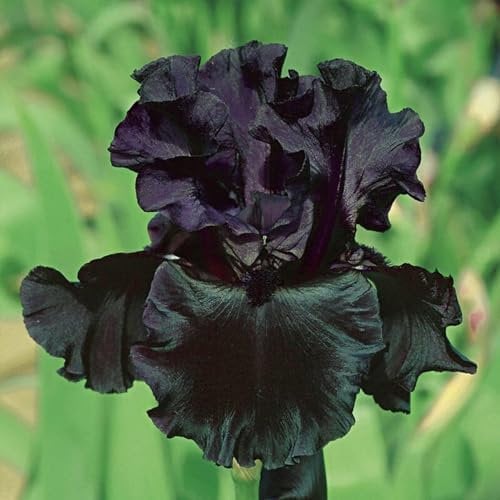 Iris Zwiebeln Iris zwiebeln winterhart mehrjährig Iris zwiebeln Iris blumen Iris blumenzwiebeln
