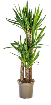 Yucca Elephantipes - 90-110cm - Ø21cm - Zimmerpflanze - Immergrün