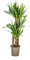 Yucca Elephantipes - 90-110cm - Ø21cm - Zimmerpflanze - Immergrün