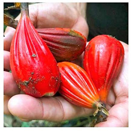 Pcs - 10x Aframomum Sulcatum Ginger Edible Garden Plants - Seeds ID232 & Plants Shop by Ipsa