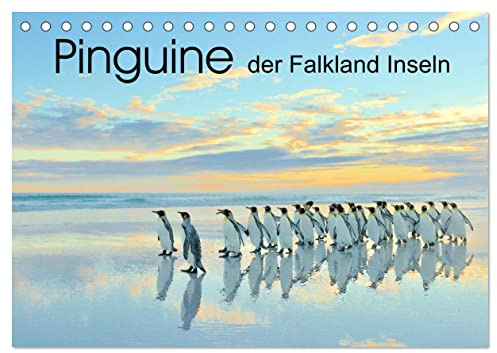 Pinguine der Falkland Inseln (Tischkalender 2026 DIN A5 quer), CALVENDO Monatskalender: Die tierischen Stars der Falkland Inseln: Pinguine! (CALVENDO Tiere)