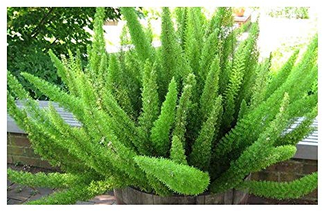 Asparagus densiflorus Mazeppa - Mazeppa Farn - 5 Samen